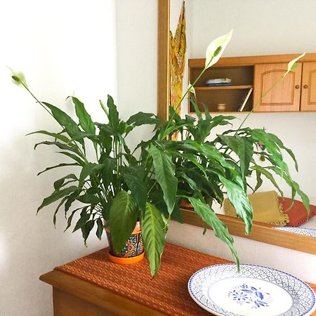 דירות סנטה קרוס דה לה פלמה Casa De Amig@S En Santa Cruz De La Palma מראה חיצוני תמונה