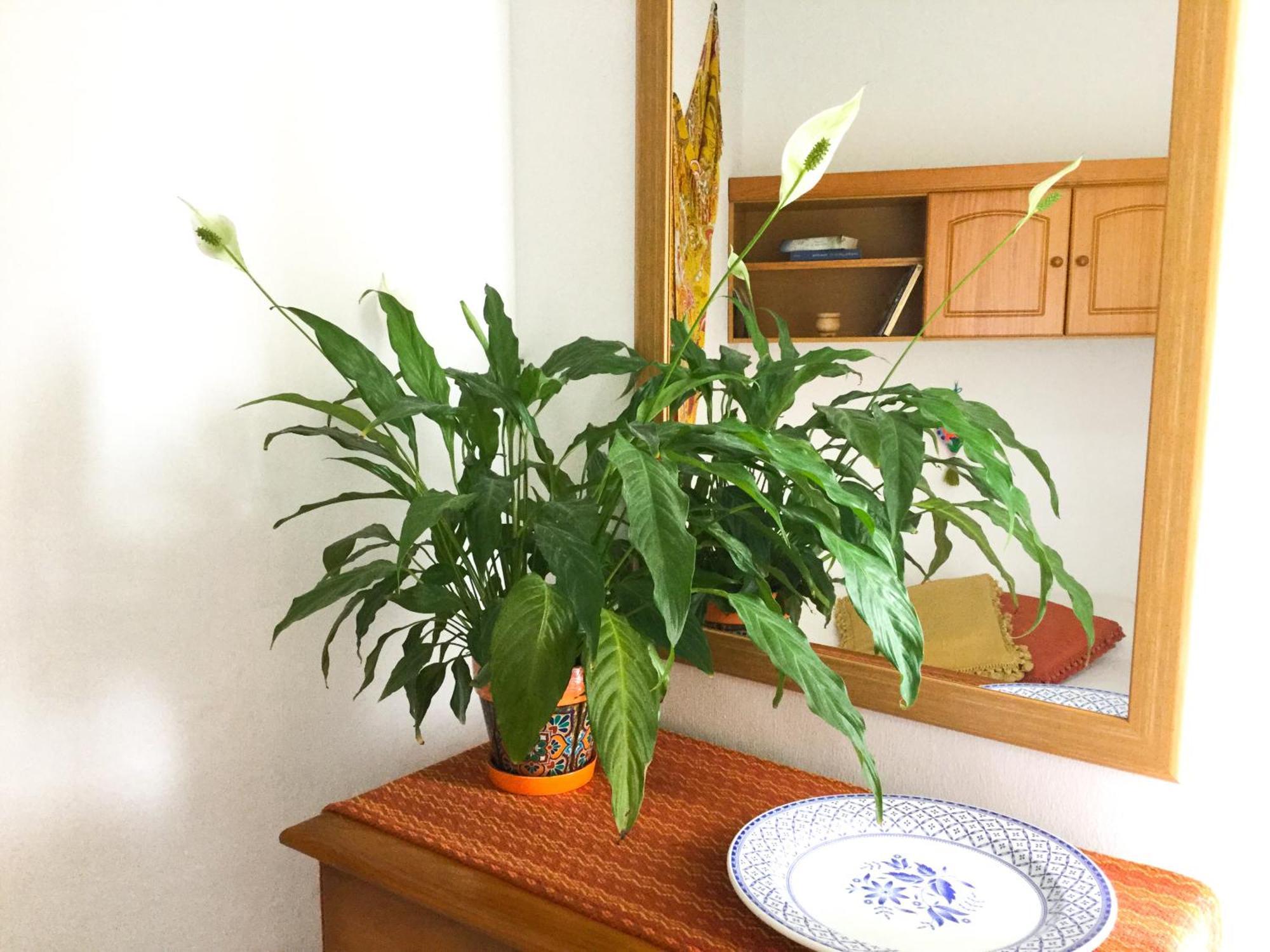 דירות סנטה קרוס דה לה פלמה Casa De Amig@S En Santa Cruz De La Palma מראה חיצוני תמונה